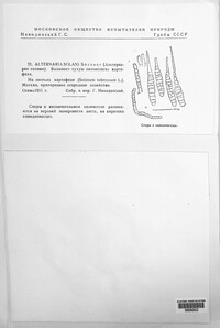 Alternaria solani image